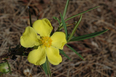 APII jpeg image of Hibbertia longifolia  © contact APII