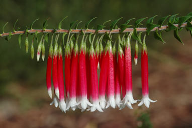 APII jpeg image of Epacris longiflora  © contact APII