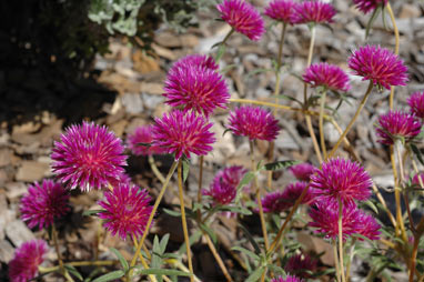 APII jpeg image of Gomphrena canescens subsp. canescens  © contact APII