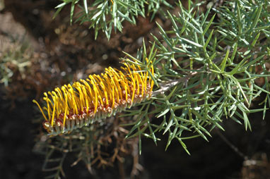 APII jpeg image of Grevillea spinosa  © contact APII