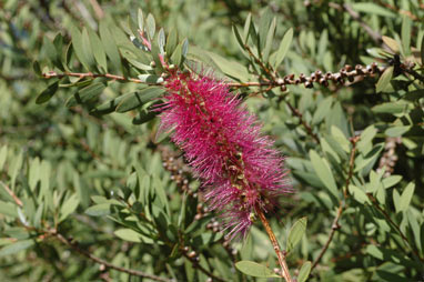 APII jpeg image of Callistemon 'Burgundy'  © contact APII