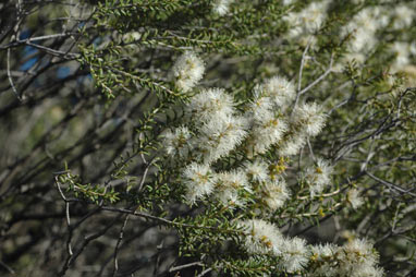 APII jpeg image of Melaleuca lanceolata  © contact APII