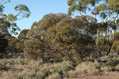 APII jpeg image of Melaleuca lanceolata  © contact APII