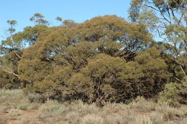 APII jpeg image of Melaleuca lanceolata  © contact APII