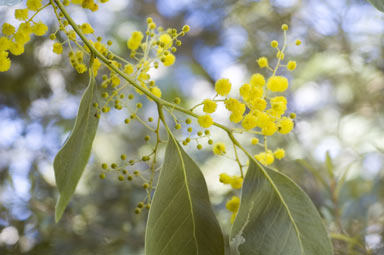 APII jpeg image of Acacia bancroftiorum  © contact APII