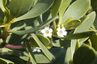 APII jpeg image of Myoporum insulare  © contact APII