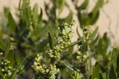 APII jpeg image of Muehlenbeckia adpressa  © contact APII