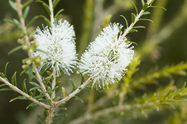 APII jpeg image of Melaleuca lanceolata  © contact APII