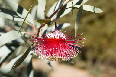 APII jpeg image of Eucalyptus alatissima  © contact APII