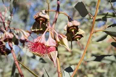 APII jpeg image of Eucalyptus alatissima  © contact APII