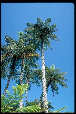 APII jpeg image of Cyathea brownii  © contact APII