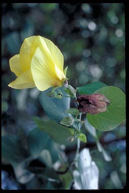 APII jpeg image of Hibiscus tiliaceus subsp. tiliaceus  © contact APII