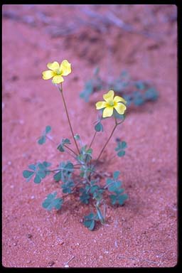 APII jpeg image of Oxalis corniculata  © contact APII