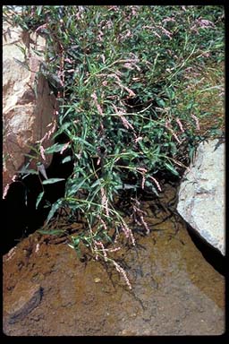 APII jpeg image of Persicaria decipiens  © contact APII