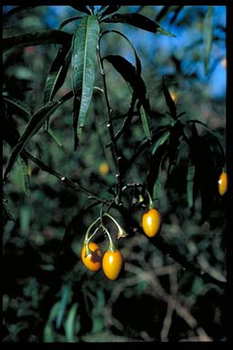 APII jpeg image of Solanum aviculare  © contact APII