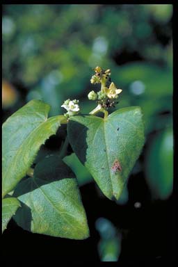 APII jpeg image of Zehneria baueriana  © contact APII