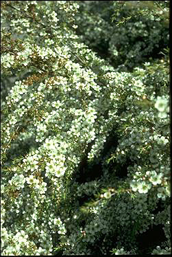 APII jpeg image of Leptospermum 'Caldwell'  © contact APII