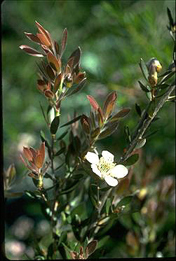 APII jpeg image of Leptospermum nitidium 'Copper Sheen'  © contact APII