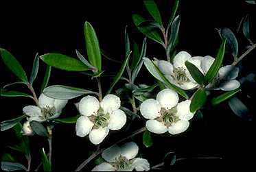 APII jpeg image of Leptospermum deuense  © contact APII