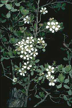 APII jpeg image of Leptospermum erubescens  © contact APII