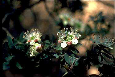 APII jpeg image of Leptospermum lanigerum  © contact APII