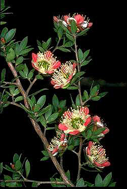 APII jpeg image of Leptospermum macrocarpum  © contact APII