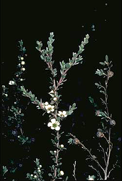 APII jpeg image of Leptospermum myrtifolium  © contact APII