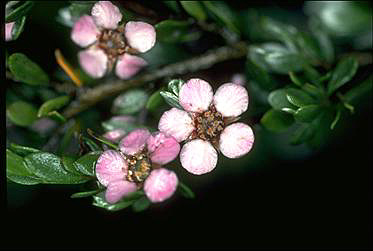 APII jpeg image of Leptospermum namadgiensis  © contact APII