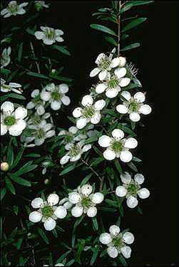 APII jpeg image of Leptospermum polygalifolium subsp. cismontanum  © contact APII