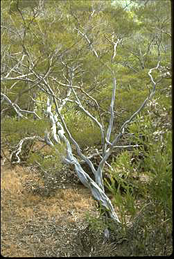 APII jpeg image of Leptospermum purpurascens  © contact APII