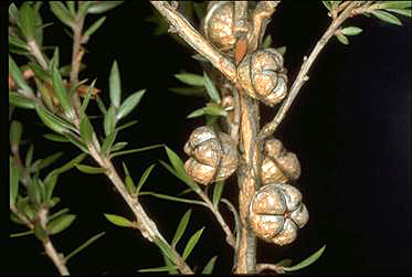 APII jpeg image of Leptospermum scoparium 'Lambethii'  © contact APII