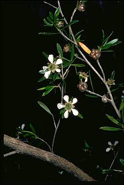 APII jpeg image of Leptospermum sejunctum  © contact APII