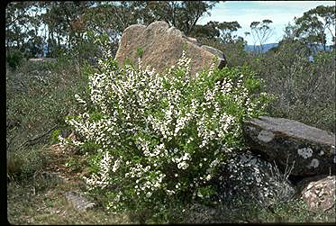 APII jpeg image of Leptospermum turbinatum  © contact APII