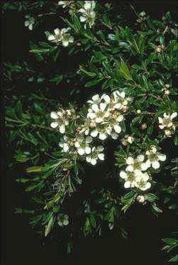 APII jpeg image of Leptospermum wooroonooran  © contact APII