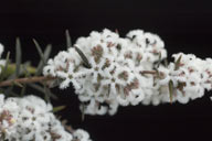 flower image