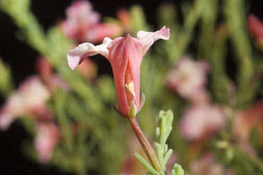 APII jpeg image of Lechenaultia formosa  © contact APII