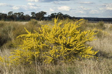 APII jpeg image of Acacia aspera  © contact APII