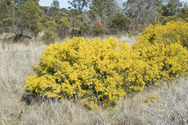 APII jpeg image of Acacia cardiophylla  © contact APII