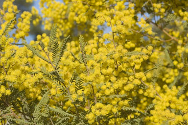 APII jpeg image of Acacia cardiophylla  © contact APII