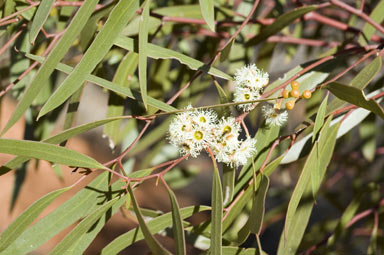 APII jpeg image of Eucalyptus gracilis  © contact APII