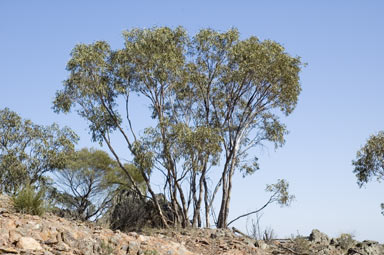 APII jpeg image of Eucalyptus dwyeri  © contact APII