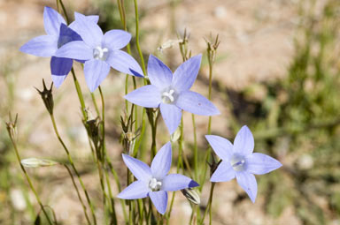 APII jpeg image of Wahlenbergia communis  © contact APII