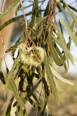 APII jpeg image of Eucalyptus viridis subsp. viridis  © contact APII