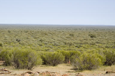 APII jpeg image of Melaleuca uncinata  © contact APII