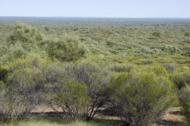 APII jpeg image of Melaleuca uncinata  © contact APII