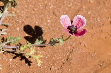 APII jpeg image of Papaver hybridum  © contact APII