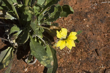 APII jpeg image of Goodenia glabra  © contact APII