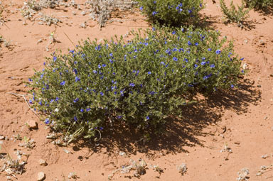 APII jpeg image of Halgania cyanea var. tuberculosa  © contact APII