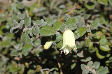 APII jpeg image of Correa reflexa var. nummulariifolia  © contact APII