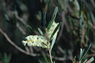 APII jpeg image of Acacia mucronata subsp. dependens  © contact APII